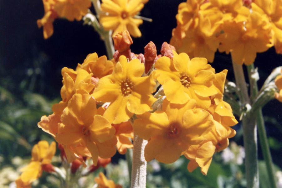 Primula bulleyana photo